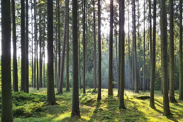 Bedeutung Holz-Fertigteilhausbau für Ökosystem Wald
