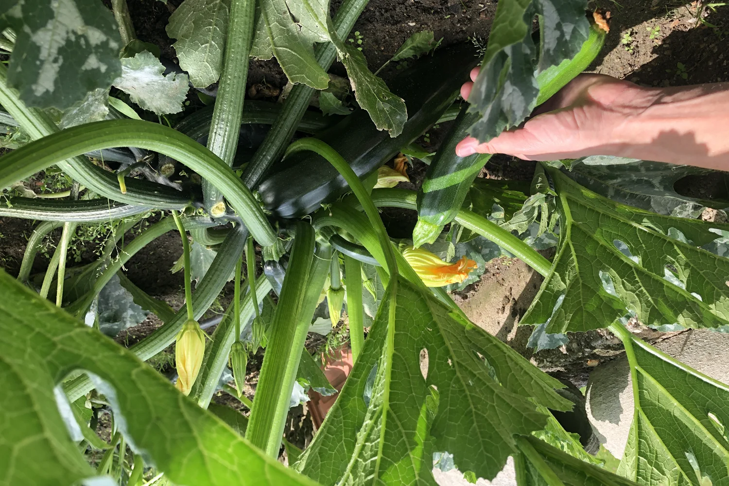 Zucchini Ernte aus dem eigenen Garten im Waldviertel